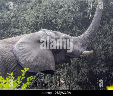 Un éléphant d'Afrique ayant de la nourriture le matin Banque D'Images