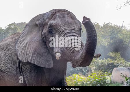 Un éléphant d'Afrique une humeur gagnante Banque D'Images