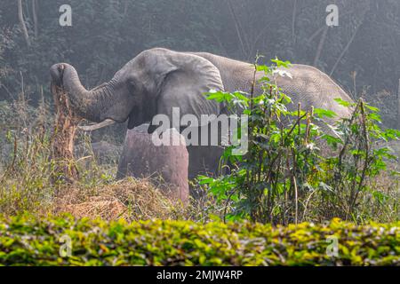 Un éléphant sortant d'un vieux arbre avec son tronc Banque D'Images