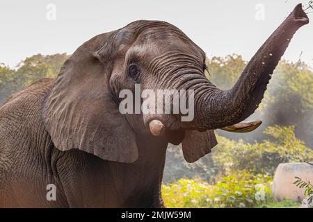 Un éléphant avec son tronc haut dans l'air Banque D'Images