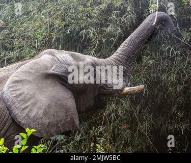 Un éléphant avec son tronc dans l'air Banque D'Images