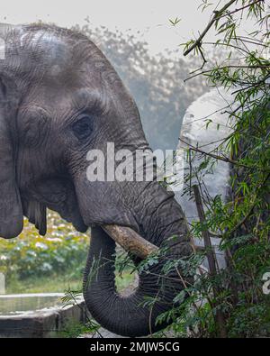 Un éléphant et son tronc Banque D'Images
