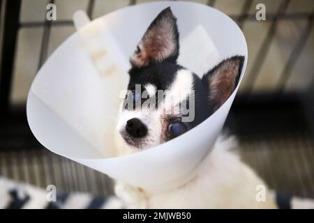 Chihuahua portant un collier élisabéthain protecteur après une intervention chirurgicale à l'œil gauche. Chien blessé aux yeux. Banque D'Images