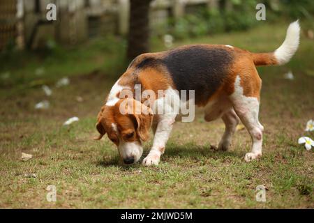 Beagle renifle le terrain et marche dans le parc. Chien libéré dans l'herbe. Banque D'Images