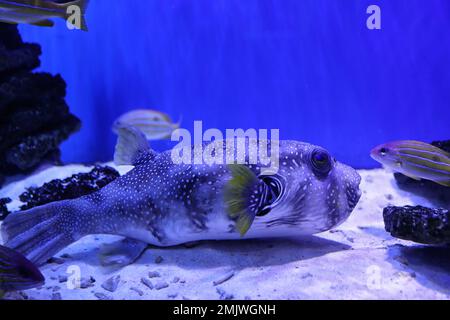 Magnifique pufferfish dans un aquarium bleu clair Banque D'Images
