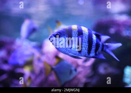 Magnifique séchant poissons majeurs nageant dans l'aquarium clair Banque D'Images