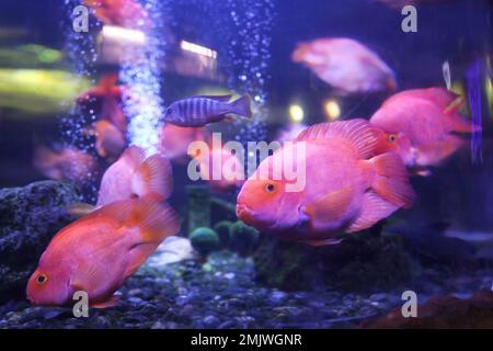 Magnifique poisson de perroquet de sang cichlid dans l'aquarium clair Banque D'Images