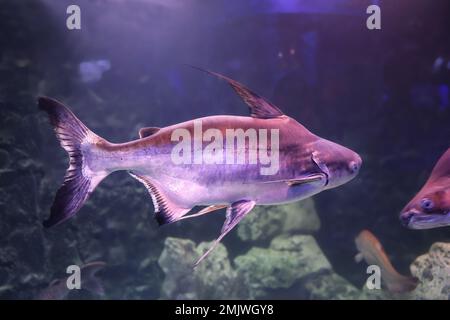 Poisson-chat en forme de gaffe nageant dans un aquarium clair Banque D'Images