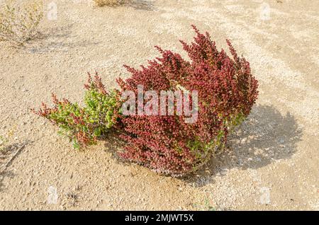 Arbuste dans le désert connu sous le nom de Khurreyz ou Khurreyza trouvé au Qatar Banque D'Images