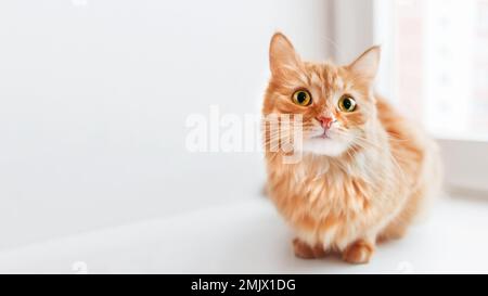 Curieux chat de gingembre est assis sur le seuil de fenêtre et attend quelque chose. Animal de compagnie moelleux à la maison. Bannière horizontale avec espace de copie. Banque D'Images