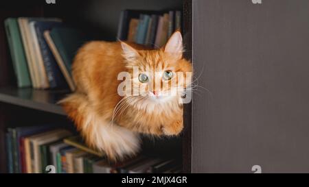 Chat au gingembre curieux sur la bibliothèque. Animal de compagnie moelleux regardant dans l'appareil photo depuis l'étagère de la bibliothèque. Animal domestique drôle parmi les livres. Maison confortable. Banque D'Images