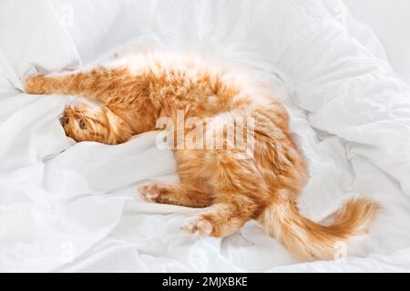 Le joli chat au gingembre s'étire dans le lit. Un animal moelleux peut dormir sur du linge blanc dans le lit. Un arrière-plan chaleureux avec un animal domestique. Banque D'Images