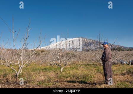 Un fermier sicilien dans son verger de pistache près de Bronte sur les pentes de l'Etna, Sicile, Italie Banque D'Images