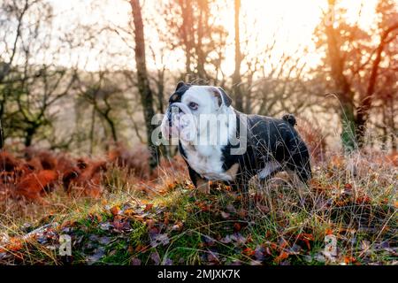 Tricolore noir drôle Anglais Britannique Bulldog chien dehors pour une promenade regardant dans l'herbe dans la forêt le jour ensoleillé d'automne au coucher du soleil Banque D'Images