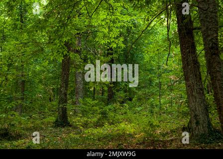 Forêt feuillue de châtaignes avec feuilles vertes et jaunes début automne dans la vallée de l'Ambroz horizontale Banque D'Images