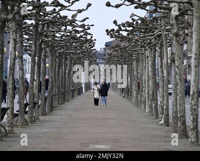 Düsseldorf, Allemagne. 28th janvier 2023. Deux poussettes femelles marchent à travers une avenue vintry, froide des platanes sur les rives du Rhin dans le temps et les températures rêveuses autour de deux degrés. Credit: Roberto Pfeil/dpa/Alay Live News Banque D'Images