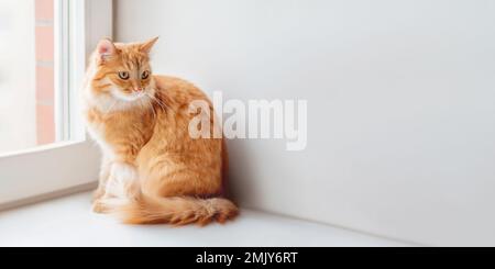 Curieux chat de gingembre est assis sur le seuil de fenêtre et attend quelque chose. Animal de compagnie moelleux à la maison. Bannière horizontale avec espace de copie. Banque D'Images