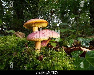 Champignons Tricholomopsis rutilans, communément appelés « prunes et custard » Banque D'Images