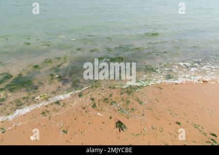 L'algue verte pousse de la marée sur une plage de bretagne française Banque D'Images