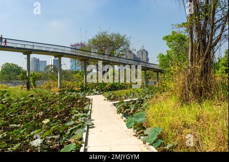 Benjakitti Eco Forest Park par une journée ensoleillée, Bangkok, Thaïlande Banque D'Images