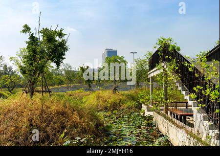 Benjakitti Eco Forest Park par une journée ensoleillée, Bangkok, Thaïlande Banque D'Images