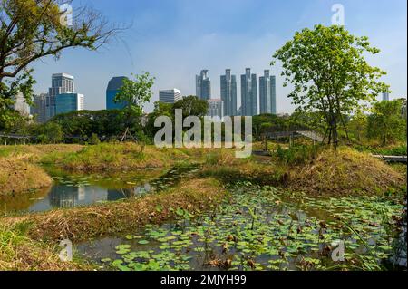 Benjakitti Eco Forest Park par une journée ensoleillée, Bangkok, Thaïlande Banque D'Images