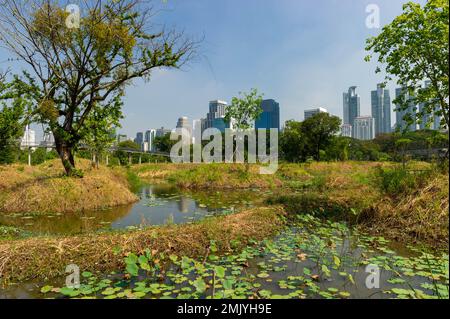 Benjakitti Eco Forest Park par une journée ensoleillée, Bangkok, Thaïlande Banque D'Images