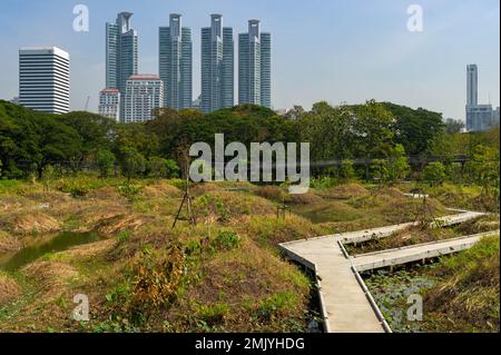 Benjakitti Eco Forest Park par une journée ensoleillée, Bangkok, Thaïlande Banque D'Images