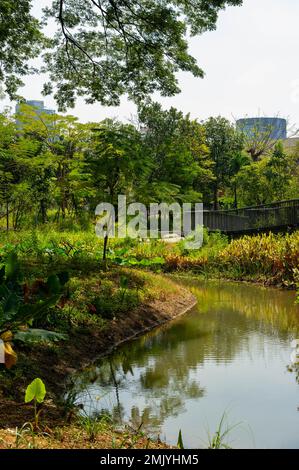 Benjakitti Eco Forest Park par une journée ensoleillée, Bangkok, Thaïlande Banque D'Images