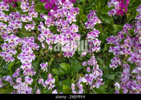 Fleur d'orchidée en fleurs communément connue sous le nom d'orchidée de lune (Phalaenopsis d'Aphrodite) de couleur pourpre et blanche Banque D'Images