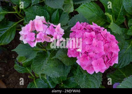 Hortensia rose gros plan, hortensia français, lacecap, fleurs de Penny mac Banque D'Images