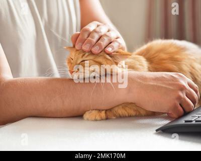 Homme en t-shirt jaune coups de trait mignon chat gingembre. Un animal de compagnie doux et endormi, avec plaisir. Un animal domestique a une sieste sur le bureau devant le clavier de l'ordinateur. Banque D'Images