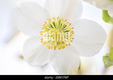 Gros plan d'une rose de Noël blanche (Helleborus niger) Banque D'Images