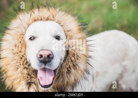 golden retriever chien avec la fourrure autour du cou comme une manie d'un lion Banque D'Images