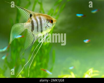 Scallare de Pterophyllum flottant ou angelfish dans le réservoir. Poissons d'aquarium d'eau douce avec des écailles brillantes. Banque D'Images