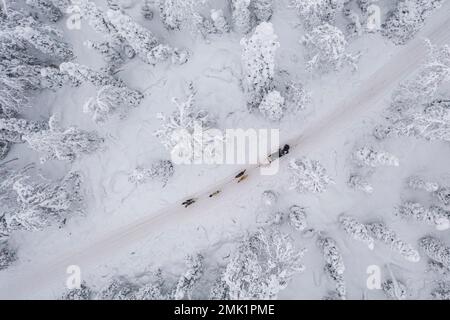 Vue aérienne des gens qui traînent en traîneau à chiens dans le paysage enneigé de la Laponie finlandaise en hiver Banque D'Images