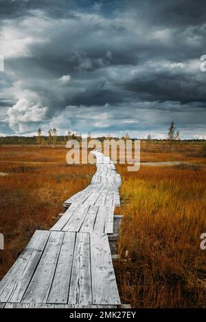 District de Miory, région de Vitebsk, Bélarus. EcoTrail dans la réserve naturelle de Yelnya. La Réserve de Yelnya (ou Elnya) est le plus grand complexe de marais du Bélarus. Spectaculaire Banque D'Images