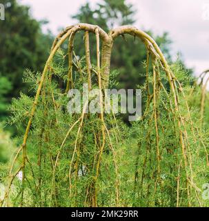 Gros plan sur une petite arborescence de petits pois. Caragana arborescens Lam. Pendule. Peashbub sibérien, Pea-arbre sibérien est Une espèce de légume indigène à Banque D'Images