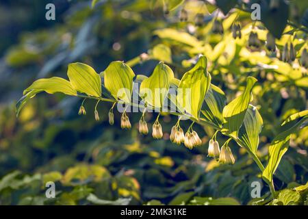 Polygonatum multiflorum, le phoque de Salomon, la harpe de David, le phoque d'échelle au ciel ou le phoque de Salomon eurasien, est une espèce de plante à fleurs de la famille Banque D'Images