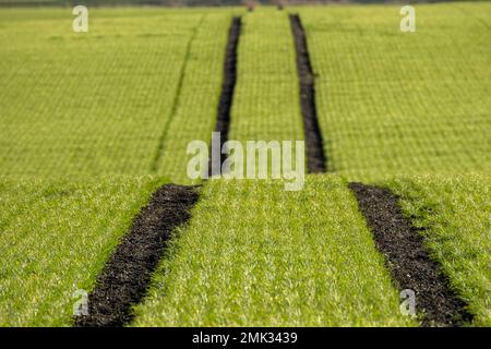 Tracteur sur chenilles dans un champ cultivé avec une récolte de printemps, West Lothian, Écosse Banque D'Images