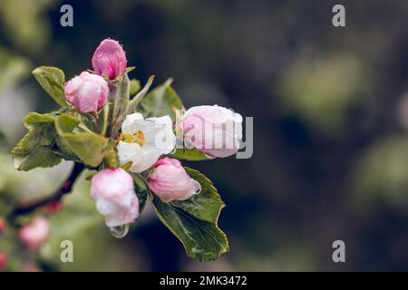 Branche de pommier avec boutons de fleur non ouverts et gouttes de pluie dessus Banque D'Images