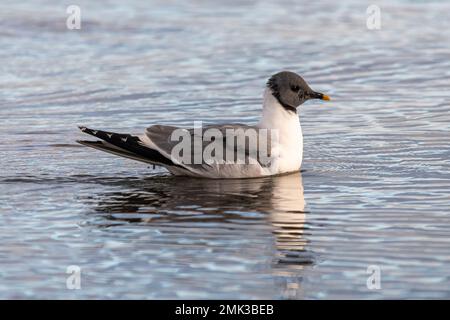 La guette de Sabine (Xema sabini), oiseau adulte en pleine reproduction, une rareté à la réserve naturelle de Southmoor, Langstone Harbour, Hampshire, Angleterre, Royaume-Uni Banque D'Images