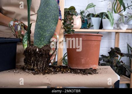 Une bosse de terre d'une plante en pot avec des racines saines. Transplantation et entretien d'une plante, d'un rhizome, d'une pourriture racinaire Banque D'Images