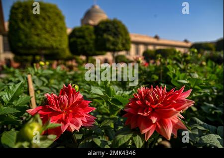 New Delhi, Delhi, Inde. 28th janvier 2023. Les fleurs fleurissent à l'Amrit Udyan, autrefois connu sous le nom de Mughal Gardens of the Indian Presidential Palace ou Rashtrapati Bhawan à New Delhi. (Credit image: © Kabir Jhangiani/ZUMA Press Wire) USAGE ÉDITORIAL SEULEMENT! Non destiné À un usage commercial ! Banque D'Images