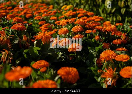 New Delhi, Delhi, Inde. 28th janvier 2023. Les fleurs fleurissent à l'Amrit Udyan, autrefois connu sous le nom de Mughal Gardens of the Indian Presidential Palace ou Rashtrapati Bhawan à New Delhi. (Credit image: © Kabir Jhangiani/ZUMA Press Wire) USAGE ÉDITORIAL SEULEMENT! Non destiné À un usage commercial ! Banque D'Images