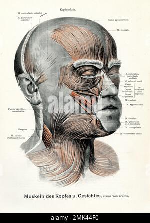 Illustration vintage des muscles de la tête et du visage avec des descriptions anatomiques Banque D'Images