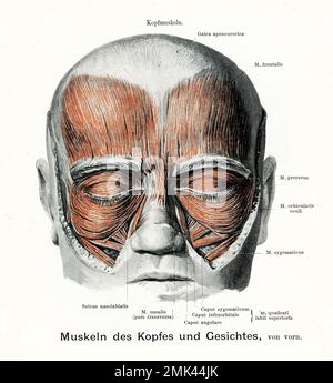 Illustration vintage de la musculature de la tête et du visage avec des descriptions anatomiques Banque D'Images