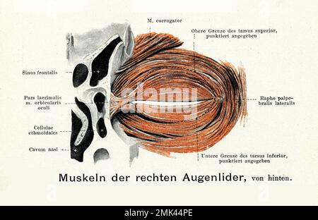 Illustration ancienne de l'anatomie, vue interne des muscles de la palpéra droite avec descriptions anatomiques allemandes Banque D'Images