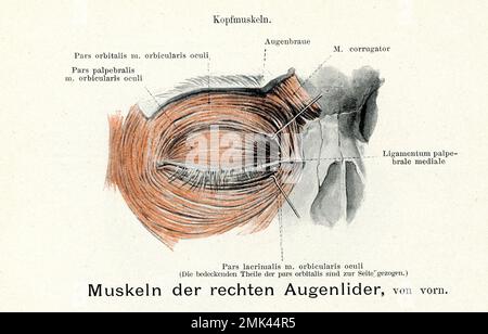 Illustration ancienne de l'anatomie, des muscles de la palpéra droite avec des descriptions anatomiques allemandes Banque D'Images