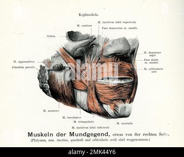 Illustration ancienne des muscles de la région de la bouche à partir de l'avant droit avec des descriptions anatomiques allemandes Banque D'Images